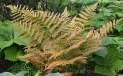 Autumn Fern - Dryopteris Erythrosora - 6 Pack Of 1 Gallon Pots 10 Autumn Fern - Dryopteris Erythrosora - 6 Pack Of 1 Gallon Pots -Garden Plant Store Fern Autumn 1