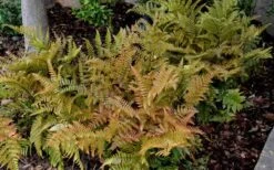 Autumn Fern - Dryopteris Erythrosora - 1 Gallon Pot -Garden Plant Store Fern Autumn 2 1