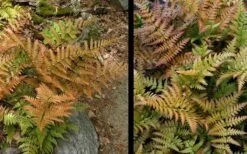 Autumn Fern - Dryopteris Erythrosora - 6 Pack Of 1 Gallon Pots 12 Autumn Fern - Dryopteris Erythrosora - 6 Pack Of 1 Gallon Pots -Garden Plant Store Fern Autumn 4