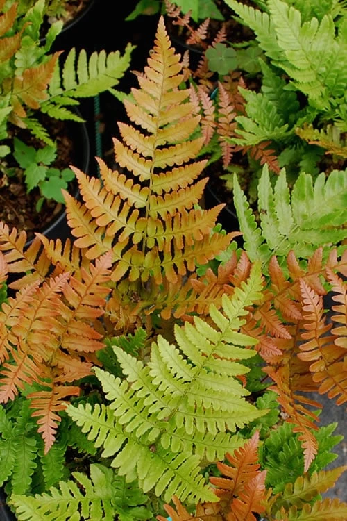 Autumn Fern - Dryopteris Erythrosora - 6 Pack Of 1 Gallon Pots 1 Autumn Fern - Dryopteris Erythrosora - 6 Pack Of 1 Gallon Pots
