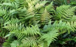 Autumn Fern - Dryopteris Erythrosora - 1 Gallon Pot -Garden Plant Store Fern Autumn Summer 1