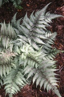 Japanese Painted Fern - 6 Pack Of 1 Gallon Pots -Garden Plant Store Fern Japanese Painted 15 3
