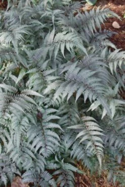 Japanese Painted Fern - 1 Gallon Pot -Garden Plant Store Fern Japanese Painted 500x750 3