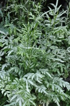 Silver Lace Fern - 5 Pack Of Quart Pots -Garden Plant Store Fern Silver Lace 5