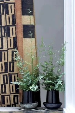 Silver Lace Fern - 5 Pack Of Quart Pots -Garden Plant Store Fern Silver Lace 6