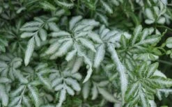 Silver Lace Fern - 5 Pack Of Quart Pots -Garden Plant Store Fern Silver Lace Closeup
