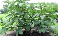 Chicago Cold Hardy Fig Tree - 3 Gallon Pot -Garden Plant Store Fig Chicago Cold Hardy 1
