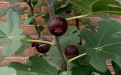 Chicago Cold Hardy Fig Tree - 3 Gallon Pot -Garden Plant Store Fig Chicago Cold Hardy