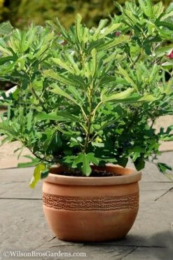 Little Ruby Dwarf Fig Tree - 3 Gallon Pot -Garden Plant Store Fig Little Miss Figgy 1