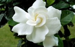 August Beauty Gardenia - 6 Pack Of 1 Gallon Pots -Garden Plant Store Gardenia August Beauty Flower Closeup 2
