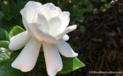 Crown Jewel Gardenia - 1 Gallon Pot -Garden Plant Store Gardenia Crown Jewel 4