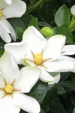 Hardy Fragrant Daisy Gardenia Bush - 3 Gallon Pot -Garden Plant Store Gardenia Daisy 21 2