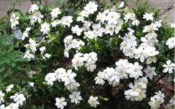 Hardy Fragrant Daisy Gardenia Bush - 1 Gallon Pot -Garden Plant Store Gardenia Daisy Blooms 2