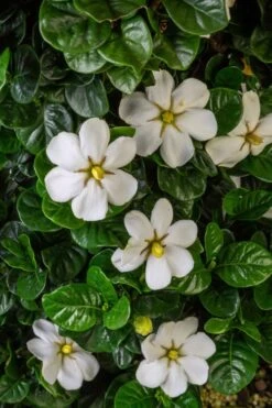 Diamond Spire Gardenia - 1 Gallon Pot -Garden Plant Store Gardenia Diamond Spire 2 2