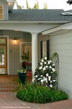 Diamond Spire Gardenia - 1 Gallon Pot -Garden Plant Store Gardenia Diamond Spire 5 2