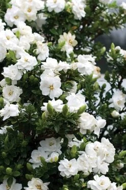 Double Mint Gardenia - 3 Gallon Pot -Garden Plant Store Gardenia Double Mint 2 1