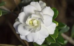 Double Mint Gardenia - 2 Gallon Pot -Garden Plant Store Gardenia Double Mint 6 3