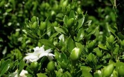 Double Mint Gardenia - 3 Gallon Pot -Garden Plant Store Gardenia Double Mint 7 1