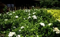 Double Mint Gardenia - 2 Gallon Pot -Garden Plant Store Gardenia Double Mint 8 3