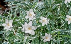 Variegated Creeping Dwarf Gardenia - 3 Gallon Pot 7 Variegated Creeping Dwarf Gardenia - 3 Gallon Pot -Garden Plant Store Gardenia Dwarf Radicans Variegated 3