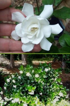 Fall In Love Cold Hardy Gardenia - 1 Gallon Pot -Garden Plant Store Gardenia Fall In Love BS