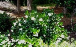 Fall In Love Cold Hardy Gardenia - 1 Gallon Pot -Garden Plant Store Gardenia Fallin In Love Shrub