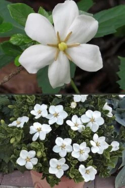 Hardy Fragrant Daisy Gardenia Bush - 2.5 Quart Pot -Garden Plant Store Gardenia Hardy Daisy 500x750 4