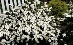Heaven Scent Gardenia - 2 Gallon Pot -Garden Plant Store Gardenia Heaven Scent 17 2