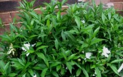 Radicans Creeping Dwarf Gardenia - 6 Pack Of 1 Gallon Pots -Garden Plant Store Gardenia Radicans 53