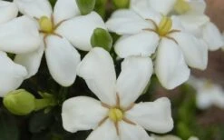 ScentAmazing Gardenia - 1 Gallon Pot -Garden Plant Store Gardenia Scentamazing 20