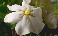 ScentAmazing Gardenia - 1 Gallon Pot -Garden Plant Store Gardenia Scentamazing Closeup