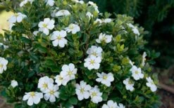 ScentAmazing Gardenia - 2 Gallon Pot -Garden Plant Store Gardenia Scentamazing Shrub 1