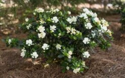 Sweet Tea Gardenia - 3 Gallon Pot -Garden Plant Store Gardenia Sweet Tea 5