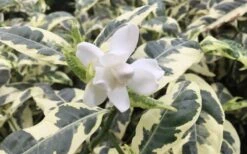 Variegated Gardenia - 1 Gallon Pot 8 Variegated Gardenia - 1 Gallon Pot -Garden Plant Store Gardenia Variegated 1