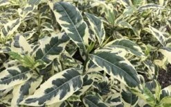 Variegated August Beauty Gardenia - 3 Gallon Pot -Garden Plant Store Gardenia Variegated 2 1