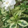 Variegated Gardenia - 1 Gallon Pot