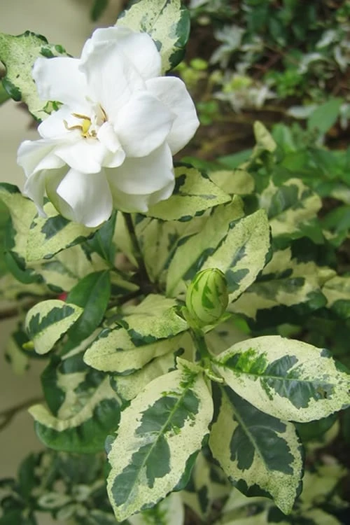 Variegated Gardenia - 1 Gallon Pot 1 Variegated Gardenia - 1 Gallon Pot