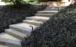 Black Mondo Grass - Ophiopogon Planiscapus 'Nigrescens' - 6 Pack Of 1 Gallon Pots 10 Black Mondo Grass - Ophiopogon Planiscapus 'Nigrescens' - 6 Pack Of 1 Gallon Pots -Garden Plant Store Grass Mondo Black