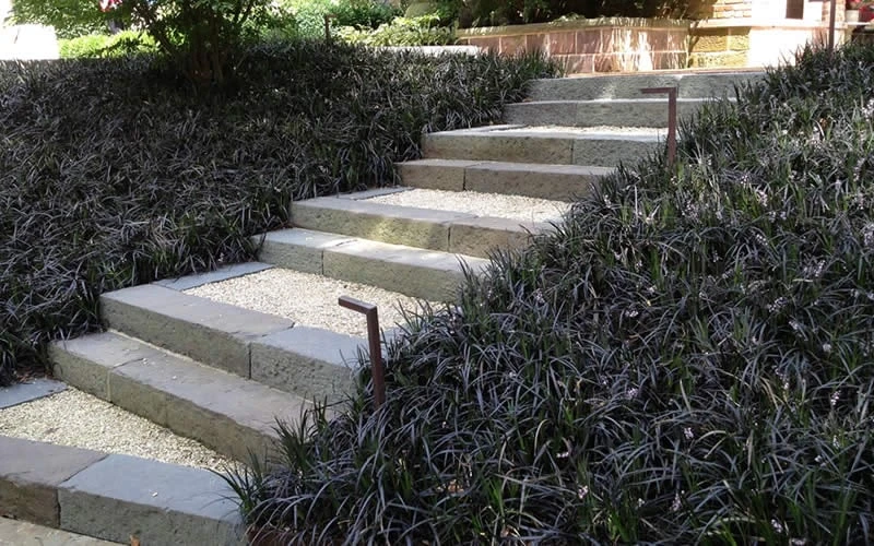 Black Mondo Grass - Ophiopogon Planiscapus 'Nigrescens' - 6 Pack Of 1 Gallon Pots 4 Black Mondo Grass - Ophiopogon Planiscapus 'Nigrescens' - 6 Pack Of 1 Gallon Pots - Image 4