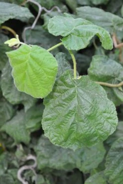 Harry Lauder's Walking Stick - Corylus Avellana 'Contorta' - 7 Gallon Pot 14 Harry Lauder's Walking Stick - Corylus Avellana 'Contorta' - 7 Gallon Pot -Garden Plant Store Harry Lauder Walking Stick 12 1