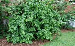 Harry Lauder's Walking Stick - Corylus Avellana 'Contorta' - 5 Gallon Pot -Garden Plant Store Harry Lauder Walking Stick 14