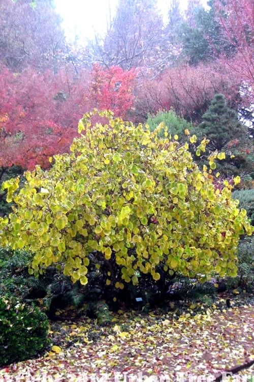 Harry Lauder's Walking Stick - Corylus Avellana 'Contorta' - 7 Gallon Pot 7 Harry Lauder's Walking Stick - Corylus Avellana 'Contorta' - 7 Gallon Pot - Image 7