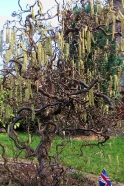 Harry Lauder's Walking Stick - Corylus Avellana 'Contorta' - 5 Gallon Pot -Garden Plant Store Harry Lauder Walking Stick 16