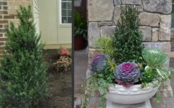 Pyramidal Compacta Japanese Holly - 3 Gallon Pot -Garden Plant Store Holly Compacta Pyramidal 2