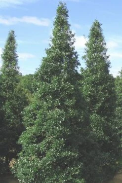 Foster's No. 2 Holly - 7 Gallon Pot (3-4') -Garden Plant Store Holly Fosters No 2 500x750 1