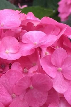 After Midnight Hydrangea - 3 Gallon Pot -Garden Plant Store Hydrangea After Midnight 1