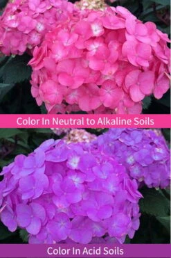 After Midnight Hydrangea - 3 Gallon Pot -Garden Plant Store Hydrangea After Midnight 6