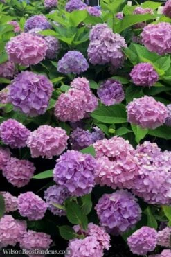 All Summer Beauty Hydrangea - 3 Gallon Pot -Garden Plant Store Hydrangea All Summer Beauty 1