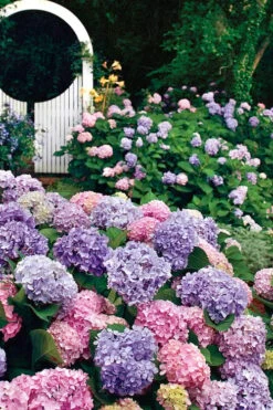 All Summer Beauty Hydrangea - 3 Gallon Pot -Garden Plant Store Hydrangea All Summer Beauty 2