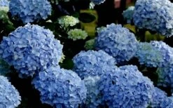 Big Daddy Hydrangea - 2 Gallon Pot -Garden Plant Store Hydrangea Big Daddy